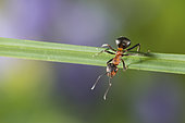 European Red Wood Ant (Formica polyctena) on a leaf, Lorraine, France