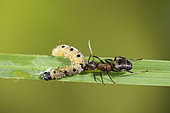 European Red Wood Ant (Formica polyctena) catching and carrying an Ermine caterpillar (Yponomeuta sp), Lorraine, France