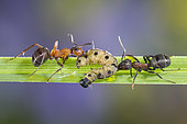 European Red Wood Ant (Formica polyctena) catching and carrying an Ermine caterpillar (Yponomeuta sp), Lorraine, France