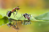 European Red Wood Ant (Formica polyctena) drinking and their reflection, Lorraine, France