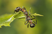 European Red Wood Ant (Formica polyctena) trophallaxis: social kissing: exchange of food, Lorraine, France