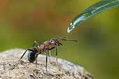 European Red Wood Ant (Formica polyctena) drinking a drop of water, Lorraine, France