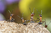 European Red Wood Ant (Formica polyctena) group in defensive position, Lorraine, France