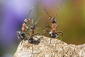 European Red Wood Ant (Formica polyctena) group in defensive position, Lorraine, France