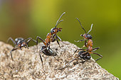 European Red Wood Ant (Formica polyctena) pair in defensive position, Lorraine, France