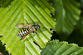 European paper wasp (Polistes dominula) cleaning his back on a leaf, Lorraine, France