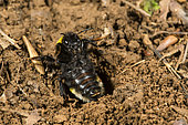 Buff-tailed Bumblebee (Bombus terrestris) in a defensive position in front of its burrow, Lorraine, France