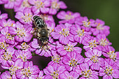 Mining bee (Halictus sp) on Achillea flower (Achillea sp), Jean-Marie Pelt Botanical Garden, Nancy, France