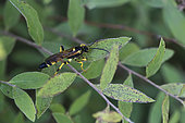 Parasitic hymenoptera (Ichneumonidae sp) on a leaf, Lorraine, France