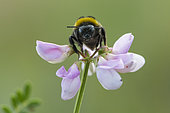 Buff-tailed Bumblebee (Bombus terrestris) on Purple crown-vetch (Coronilla varia) flower, Lorraine, France