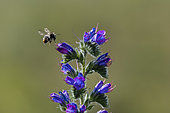 Brown Bumblebee (Bombus pascuorum) on Vipersbugloss (Echium sp) flower, Lorraine, France