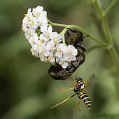 Paper Wasp (Polistes bischoffi) attacking a Hairy beetle on a Milfoil (Achillea millefolium) flower, Lorraine, France