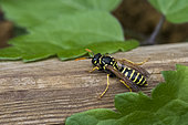 Paper Wasp (Polistes bischoffi) on wood in the garden, Lorraine, France