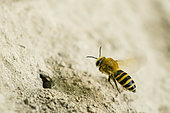 Ivy Bee (Colletes hederae) inflight, species of solitary bee making burrows in villages, active at the end of September, Lorraine, France