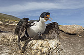 Imperial cormorant (Phalacrocorax atriceps), with chick at nest, Saunders, Falkland , January 2018