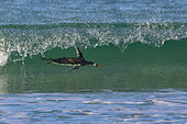 Gentoo penguin (Pygoscelis papua) surfing the waves when coming ashore, Saunders, Falkland