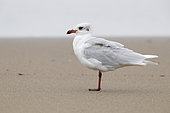 Mediterranean Gull (Ichthyaetus melanocephalus), side view of an adult in winter plumage standing on the shore, Campania, Italy