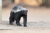 Honey Badger (Mellivora capensis), adult walking, Mpumalanga, South Africa