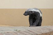 Honey Badger (Mellivora capensis), front view of an adult standing on the ground Mpumalanga, South Africa