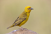Cape Weavers (Ploceus capensis), side view of an adult male perched on a rock, Western Cape, South Africa