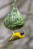 Southern Masked Weaver (Ploceus velatus), adult male building its nest, Mpumalanga, South Africa