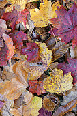 Autumn leaves, close up of autumn leaves on the ground, Campania, italy