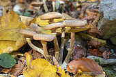 Honey Fungus (Armillaria mellea), mushrooms among autumn leaves, Campania, Italy