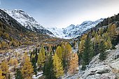 Autumnal larch forest in the valley of the Morteratsch Glacier, Bernina Group with Piz Bernina, Piz Palü, Pontresina, Engadin, Grisons, Switzerland, Europe
