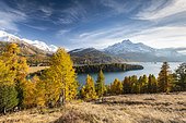 Autumnal larch forest with snow-covered mountains, Silsersee, Piz da la Margna, Engadin, Grisons, Switzerland, Europe