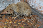 Asian house shrew (Suncus murinus), Reunion Island