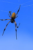 Red-legged golden orb-web spider (Nephila inaurata inaurata) on his web, Reunion Island
