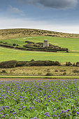 The Escalles mill and Phacelia field, Pas-de-Calais, Opal Coast, France