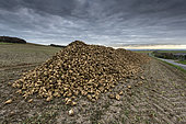 Sugar beet harvest in a field in autumn, Pas-de-Calais, France