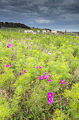 Flower meadow of Cosmos in autumn, Pas-de-Calais, Opal coast, France