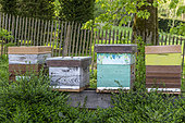 Beehives in a garden in spring, Somme, France