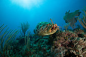Goliath grouper (Epinephelus itajara) catching a lobster on a coral reef, Jardines de la Reina National Park, Cuba.