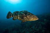 Goliath grouper (Epinephelus itajara) swimming over a coral reef, Jardines de la Reina National Park, Cuba.