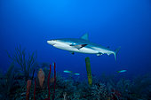 Grey reef shark (Carcharhinus amblyrhynchos) above the bottom, Jardines de la Reina National Park, Cuba