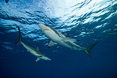 Silky sharks (Carcharhinus falciformis) below the surface, Jardines de la Reina National Park, Cuba, Caribbean