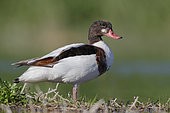 Common Shelduck (Tadorna tadorna), side view of a second cy juvenile standing on the ground, Campania, Italy