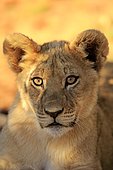 Lion (Panthera leo), cub, four months, Tswalu Game Reserve, Kalahari Desert, South Africa, Africa