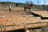 Spruce logs logging with Comtois horses, forest, Granges sur Vologne, Vosges, France