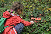 Girl observing fly agaric or false spiny moth (Amanita muscaria), forest, Malsaucy and Véronne ponds trail, Sermamagny, Territoire de Belfort, France