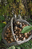 Harvesting nuts, basket, fruit, leaf, tree trunk, walnut (Juglans regia), orchard, Plancher-Bas, Haute-Saone, France