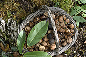 Harvesting nuts, basket, fruit, leaf, tree trunk, walnut (Juglans regia), orchard, Plancher-Bas, Haute-Saone, France