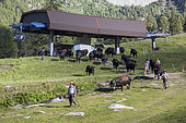 Herens cow herd and Super Nendaz ski resort in summer, Valais, Switzerland