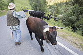 Shepherd during transhumance, Val de Nendaz, Valais, Switzerland