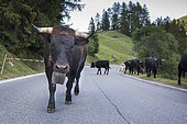 Transhumance of Hérens cows, Val de Nandaz, Valais, Switzerland
