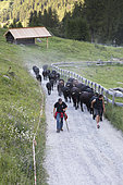 Transhumance of Hérens cows, Val de Nandaz, Valais, Switzerland