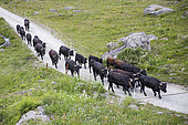 Transhumance of Hérens cows, Val de Nandaz, Valais, Switzerland
